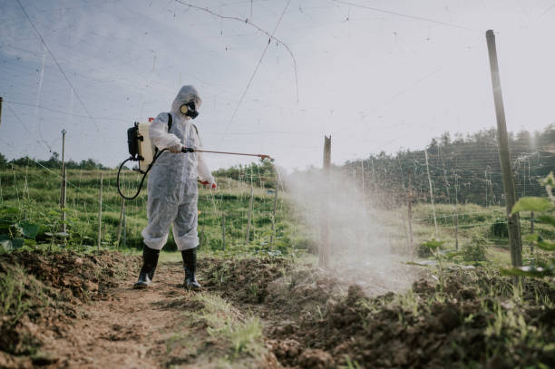 Best Mosquito Control Services  in Sells, AZ