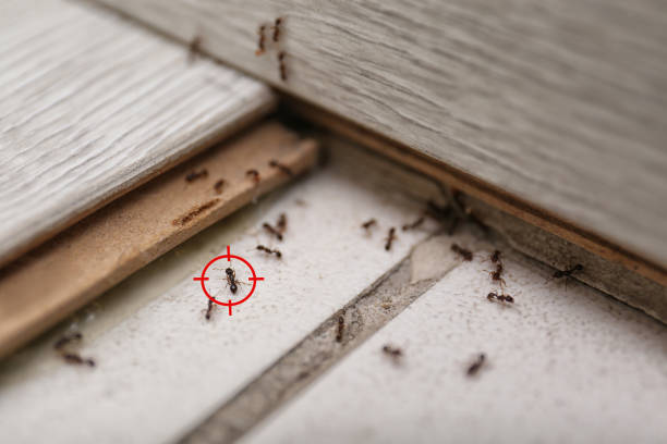 Best Flea Control Services  in Sells, AZ