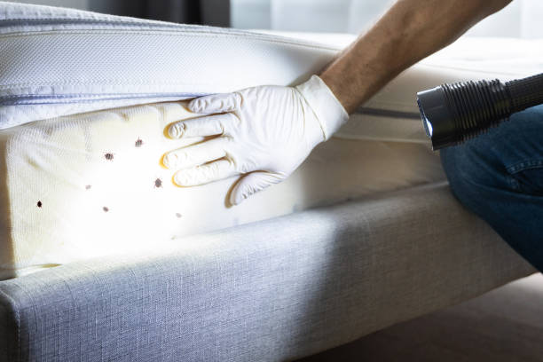 Best Wildlife Control Services  in Sells, AZ