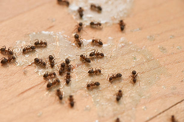 Best Termite Control Services  in Sells, AZ