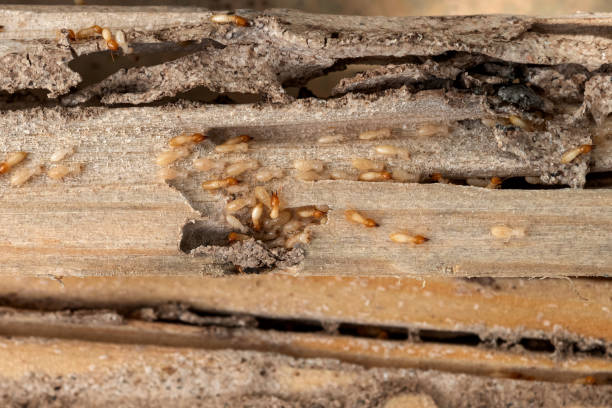 Pest Control for Restaurants in Sells, AZ